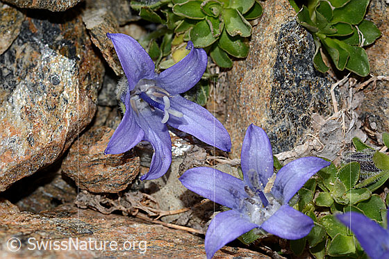 Foto: Mont Cenis-Glockenblume (Campanula cenisia). Blüten.
