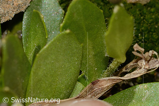 Foto: Bläuliche Gänsekresse (Arabis caerulea). Blattunterseite.
