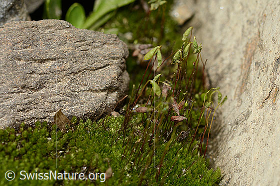 Photo: Probably Bryum capillare. Whole plant (habiti). View from the side. Height: ca. 1.5cm.