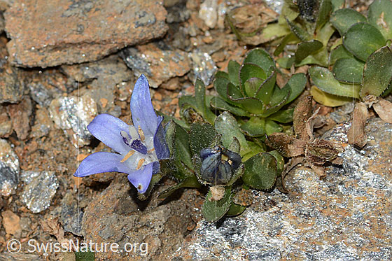 Photo: Campanula cenisia. Whole plant (habiti). View from the side.