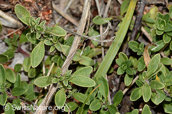Foto: Wahrscheinlich Frühblühender Thymian (Thymus praecox ssp. praecox). Blätter.