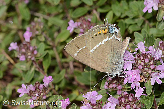 Foto: Kreuzdorn-Zipfelfalter (Satyrium spini) auf Frühblühendem Thymian (Thymus praecox ssp. praecox). Flügel geschlossen. Ansicht von der Seite.