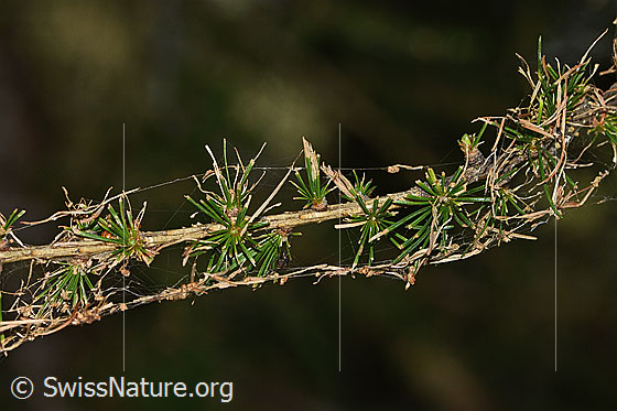Foto: Lärchenzweig (Larix decidua) nach Befall durch Raupe des Orangegelben Breitflügelspanners (Agriopis aurantiaria). Die Nadeln sind teilweise abgefressen.