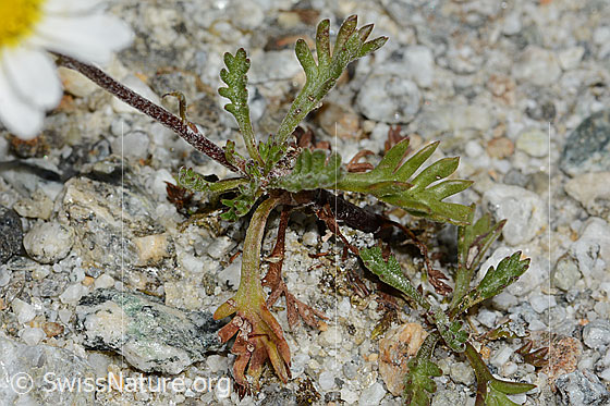Photo: Leucanthemopsis alpina. Leaves.
