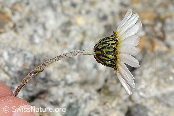 Photo: Leucanthemopsis alpina. Stem, bracts and blossom. View from the side.