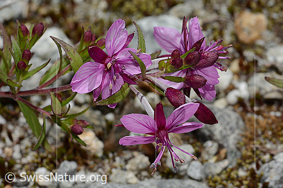 Foto: Fleischers Weidenröschen (Epilobium fleischeri). Blüten. Ansicht von der Seite.