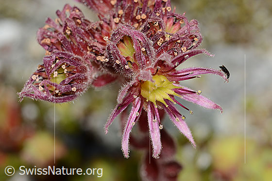 Foto: Berg-Hauswurz (Sempervivum montanum). Blüte. Durchmesser = ca. 2cm.