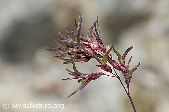 Photo: Probably Poa alpina. Panicle.