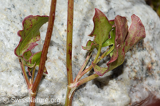 Foto: Schildblättriger Ampfer (Rumex scutatus). Blätter und Stängel.