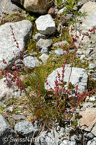 Foto: Schildblättriger Ampfer (Rumex scutatus). Ganze Pflanze (Habitus). Höhe = 26cm.