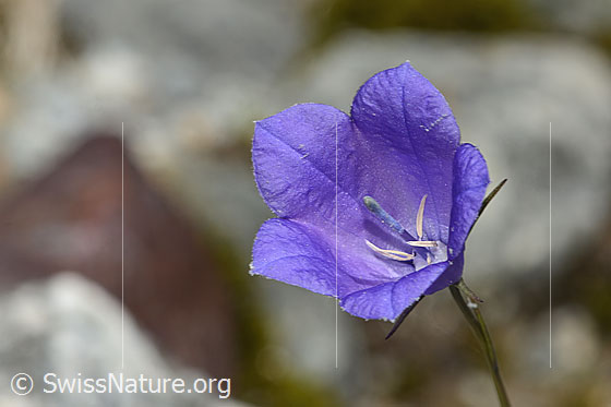 Foto: Scheuchzers Glockenblume (Campanula scheuchzeri). Blüte. Ansicht von vorne.