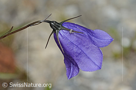 Foto: Scheuchzers Glockenblume (Campanula scheuchzeri). Stängel und Blüte. Ansicht von seitlich oben.