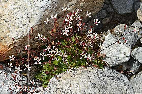 Photo: Saxifraga stellaris. Whole plant (habit). Height = 7cm.