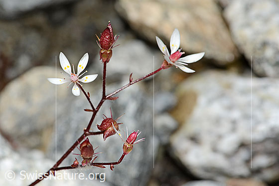 Photo: Saxifraga stellaris. Stem and blossoms. Blooming and wilted.