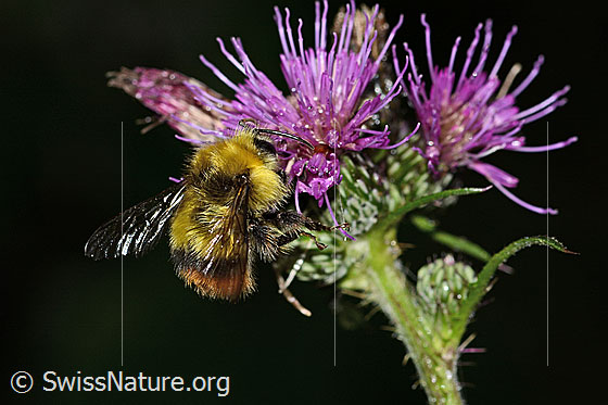 Foto: Wiesenhummel (Bombus pratorum) an Sumpf-Kratzdistel (Cirsium palustre). Länge 9 - 17mm. Ansicht von seitlich oben.