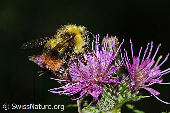 Foto: Wiesenhummel (Bombus pratorum) an Sumpf-Kratzdistel (Cirsium palustre). Länge 9 - 17mm. Ansicht von seitlich hinten.