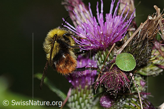 Foto: Wiesenhummel (Bombus pratorum) an Sumpf-Kratzdistel (Cirsium palustre). Länge 9 - 17mm. Ansicht von seitlich hinten.