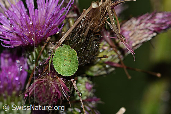 Photo: Palomena prasina on Cirsium palustre. Length 10mm. Nymph. View from above.