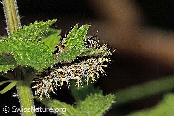 Foto: Raupe des C-Falters (Polygonia c-album) an Grosser Brennnessel (Urtica diocia).