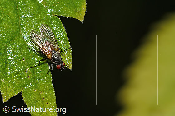 Foto: Braunschwarze Schweissfliege (Thricops semicinereus). Länge 5mm. Weibchen. Ansicht von oben.