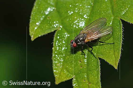 Foto: Braunschwarze Schweissfliege (Thricops semicinereus). Länge 5mm. Weibchen. Ansicht von schräg oben.