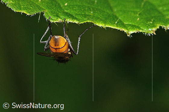 Foto: Braunschwarze Schweissfliege (Thricops semicinereus). Länge 5mm. Weibchen. Ansicht von hinten.