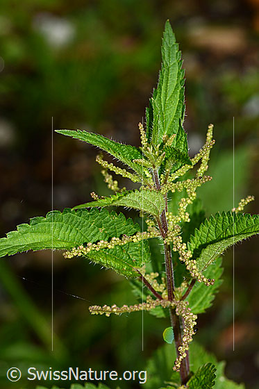 Photo: Urtica diocia. Whole plant (habitus). Height: 58cm.