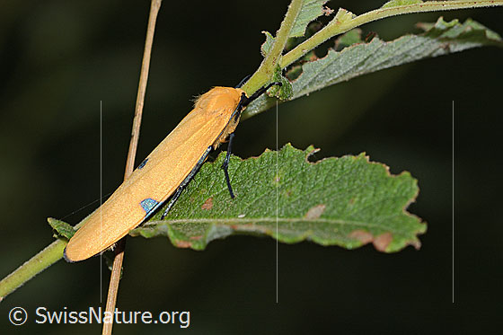 Foto: Vierpunkt-Flechtenbärchen (Lithosia quadra). Weibchen. Ansicht von der Seite.