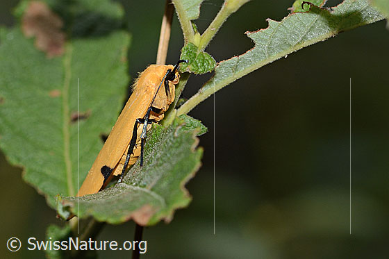 Photo: Lithosia quadra. Female. Ansicht von seitlich unten.