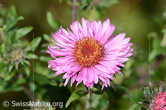 Foto: Neuenglische Aster (Aster novae-angliae). Blüte.