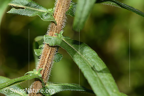 Foto: Neuenglische Aster (Aster novae-angliae). Stängel und Blätter.