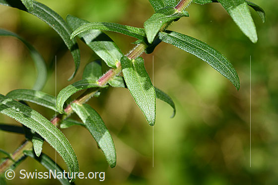 Foto: Neuenglische Aster (Aster novae-angliae). Blätter und Stängel. Blattoberseite.