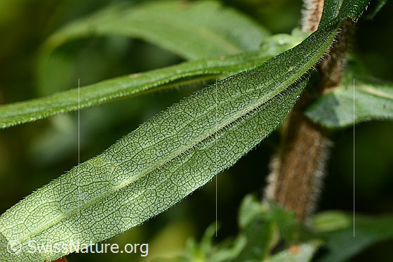 Foto: Neuenglische Aster (Aster novae-angliae). Blattunterseite.