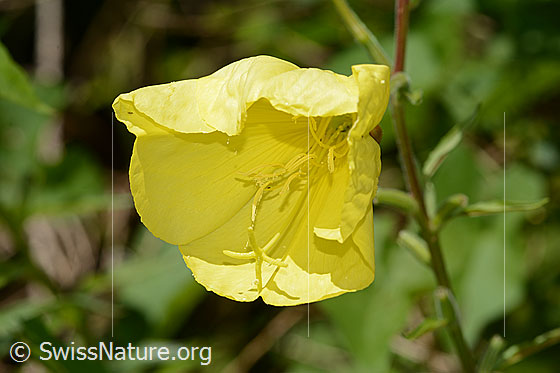 Photo: Oenothera biennis. Blossom.