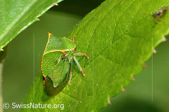 Foto: Büffelzikade (Stictocephala bisonia). Ansicht von der Seite.