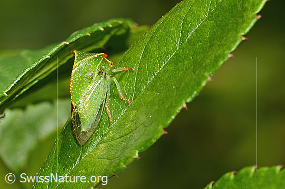 Foto: Büffelzikade (Stictocephala bisonia). Ansicht von seitlich oben.