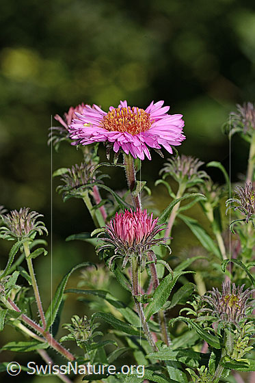 Foto: Neuenglische Aster (Aster novae-angliae). Ganze Pflanze (Habitus). Höhe: 125cm.