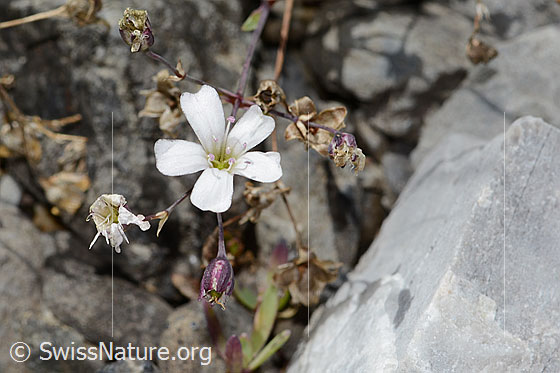 Foto: Felsen-Leimkraut (Silene rupestris). Blüte. Ansicht von oben.