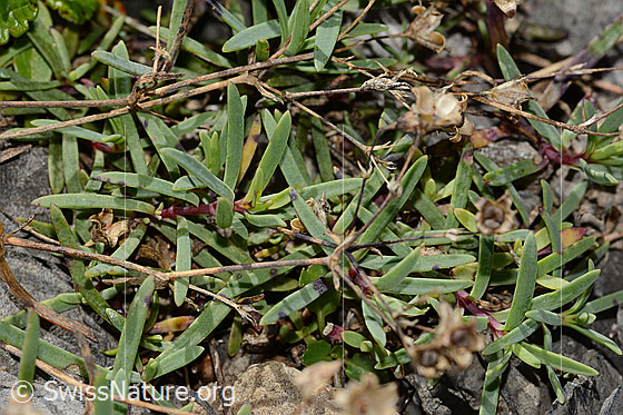 Photo: Silene rupestris. Leaves ud stem.