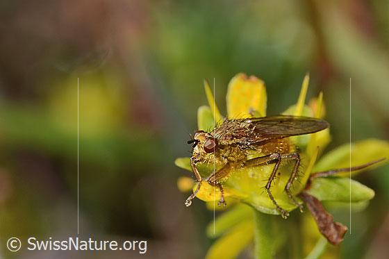 Foto: Gelbe Dungfliege (Scathophaga stercoraria) auf Bewimpertem Steinbrech (Saxifraga aizoides). Länge 10mm. Männchen. Ansicht von seitlich vorne.