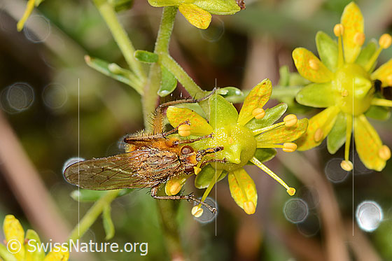 Foto: Gelbe Dungfliege (Scathophaga stercoraria) auf Bewimpertem Steinbrech (Saxifraga aizoides). Länge 10mm. Männchen. Ansicht von oben.