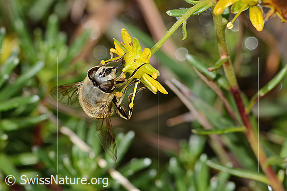 Foto: Mistbiene (Eristalis tenax) auf Bewimpertem Steinbrech (Saxifraga aizoides). Länge 14mm. Weibchen. Ansicht von vorne.