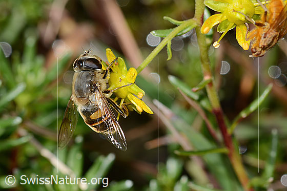Foto: Mistbiene (Eristalis tenax) auf Bewimpertem Steinbrech (Saxifraga aizoides). Länge 14mm. Weibchen. Ansicht von oben.