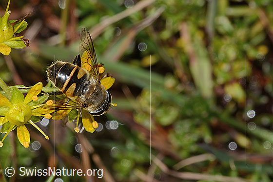 Foto: Mistbiene (Eristalis tenax) auf Bewimpertem Steinbrech (Saxifraga aizoides). Länge 14mm. Weibchen. Ansicht von oben.