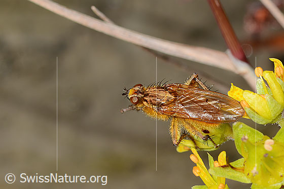 Foto: Gelbe Dungfliege (Scathophaga stercoraria) auf Bewimpertem Steinbrech (Saxifraga aizoides). Länge 10mm. Männchen. Ansicht von oben.