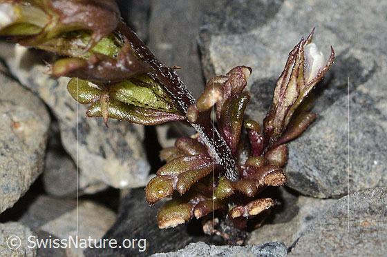 Foto: Zwerg-Augentrost (Euphrasia minima). Stängel und Blätter.