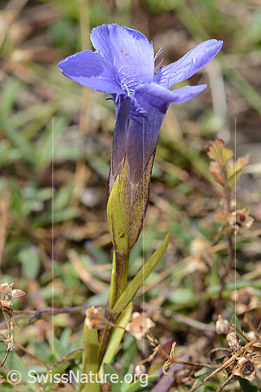 Foto: Gefranster Enzian (Gentiana ciliata). Kelch und Blüte. Ansicht von der Seite.