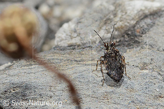 Foto: Gemeiner Hüpferling (Saldula saltatoria). Länge 4mm. Ansicht von oben.