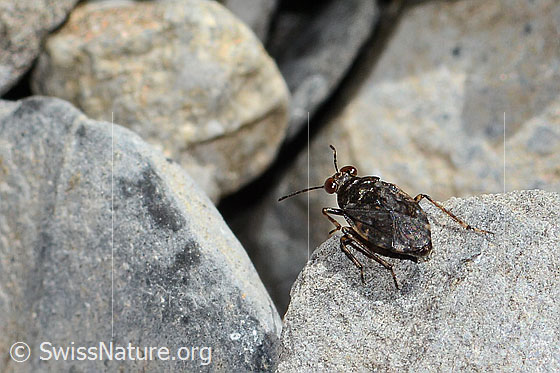 Foto: Gemeiner Hüpferling (Saldula saltatoria). Länge 4mm. Ansicht von hinten oben.