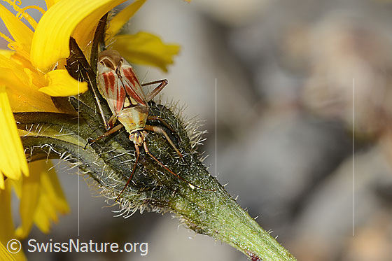 Foto: Rotgefleckte Schmuckwanze (Calocoris roseomaculatus) auf Blume. Länge: 8mm. Ansicht von vorne oben.